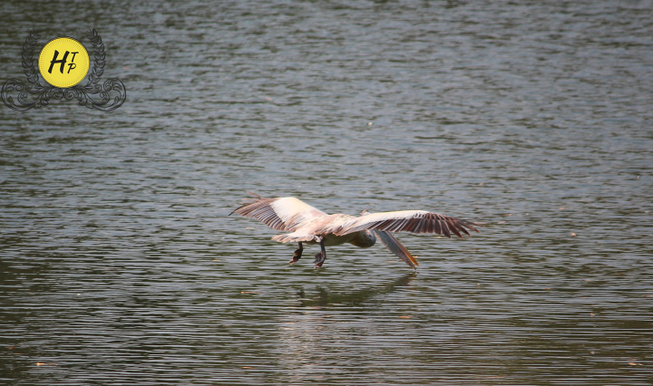 Pink pelican Ranganthittu