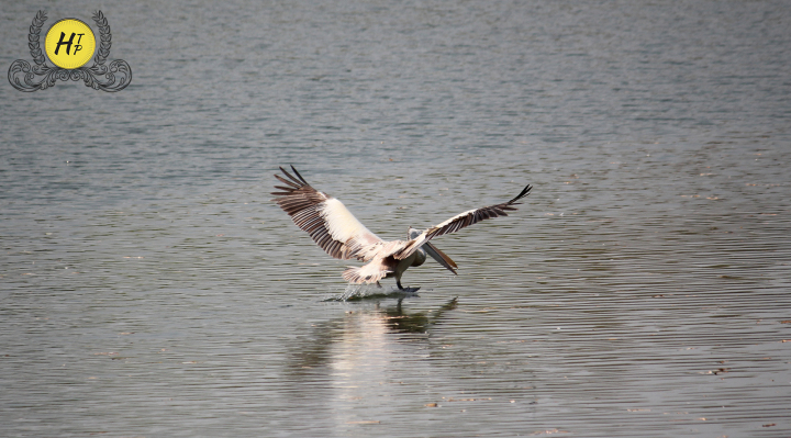 Pelican Ranganthittu