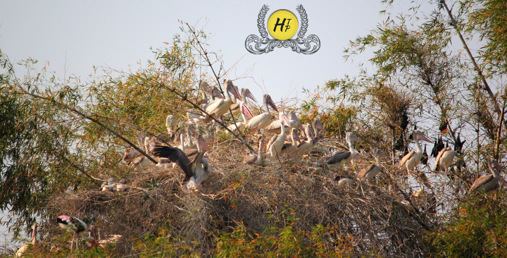 Group Pelican Ranganthittu