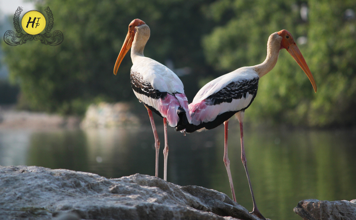 Billed Stork Ranganthittu Karnataka