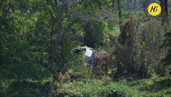 Grey Billed Stork